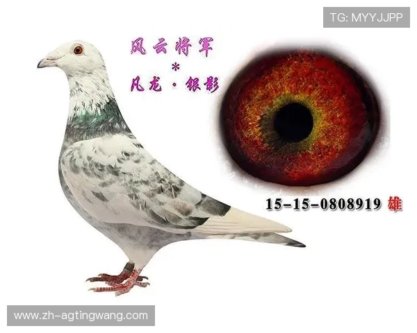 解决AG厅总部会员登录过程中遇到的常见问题与技巧